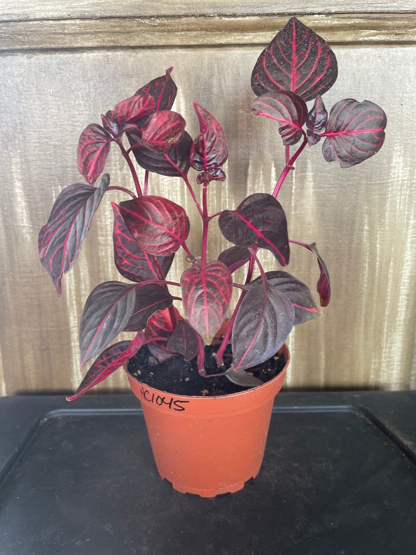 Herbst's Bloodleaf