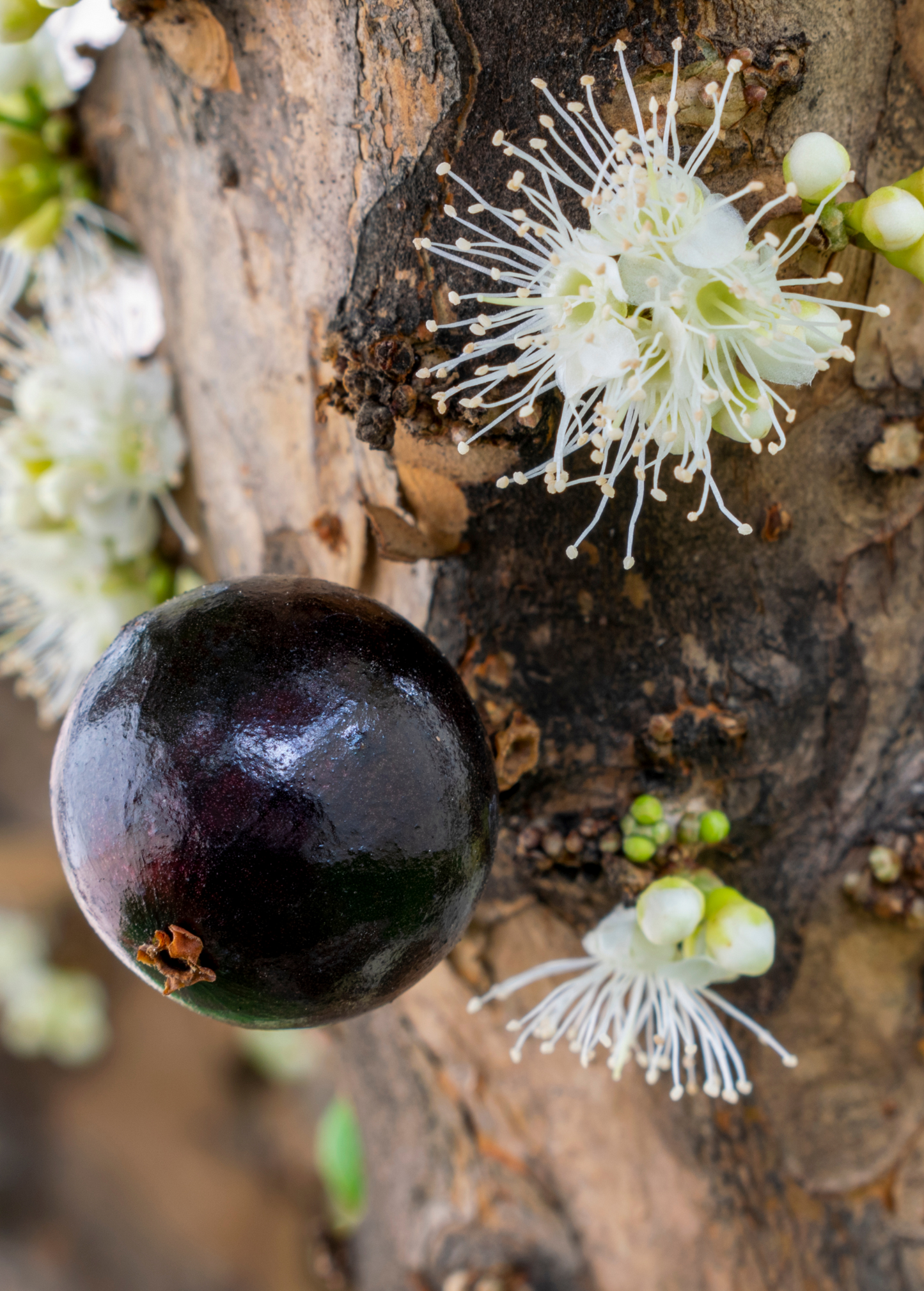 Jabuticaba (Plinia cauliflora)