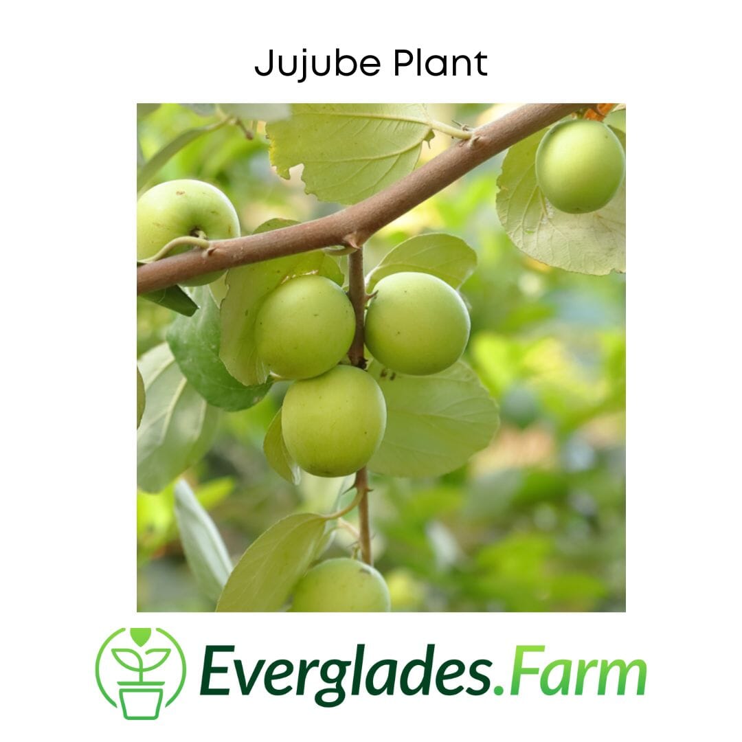 Jujube Tree Grafted