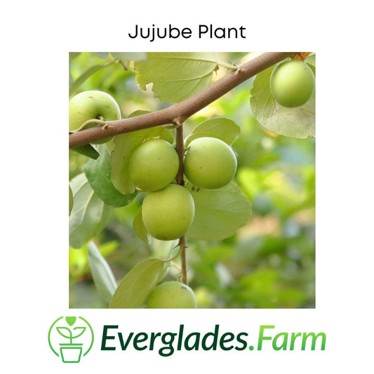 Jujube Tree Grafted
