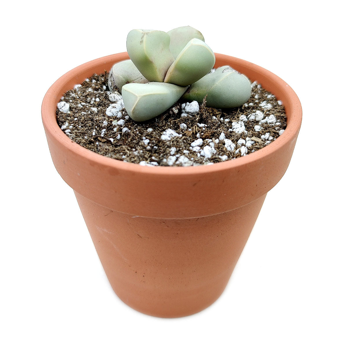 Karoo Rose Lapidaria margaretae