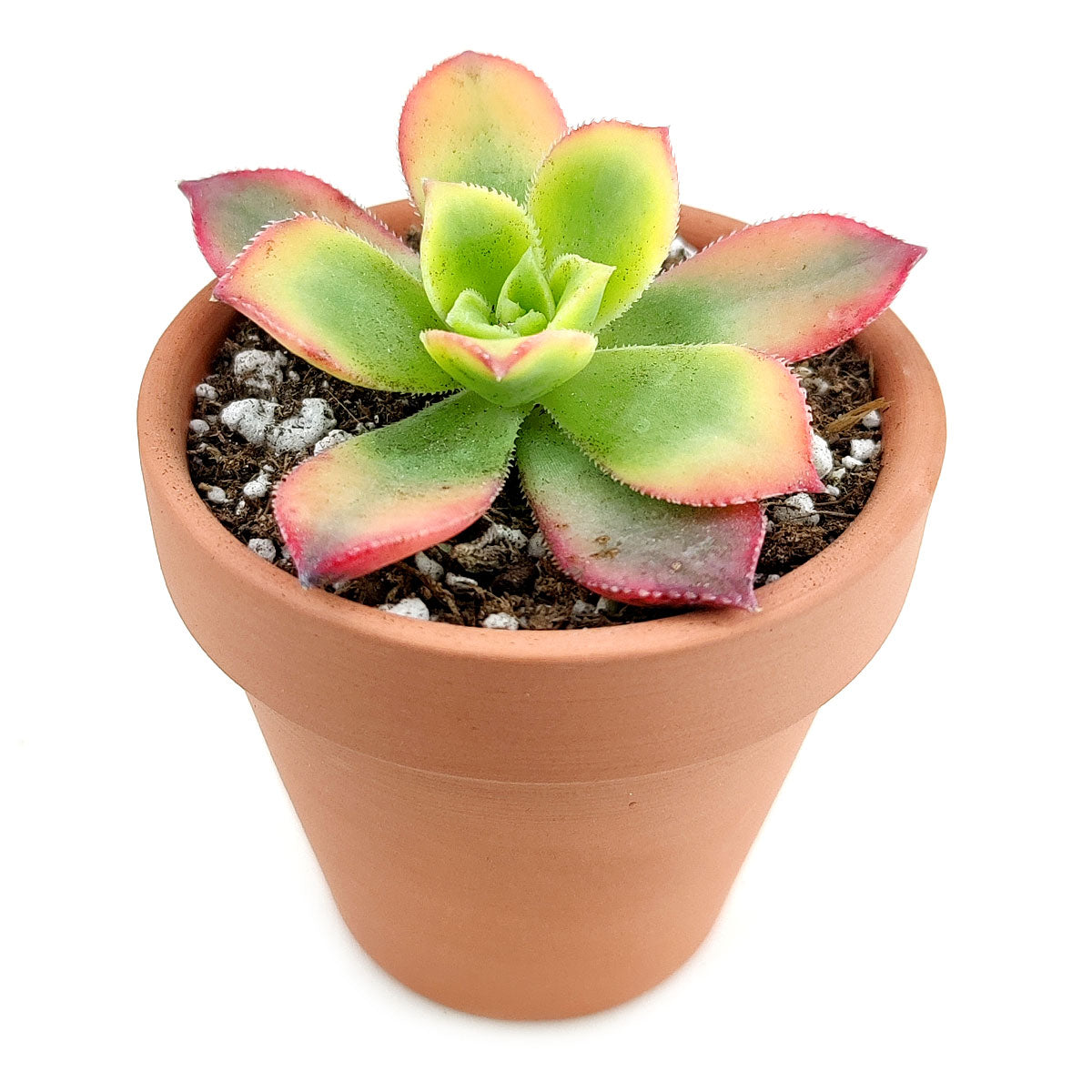 Aeonium Kiwi Haworthii