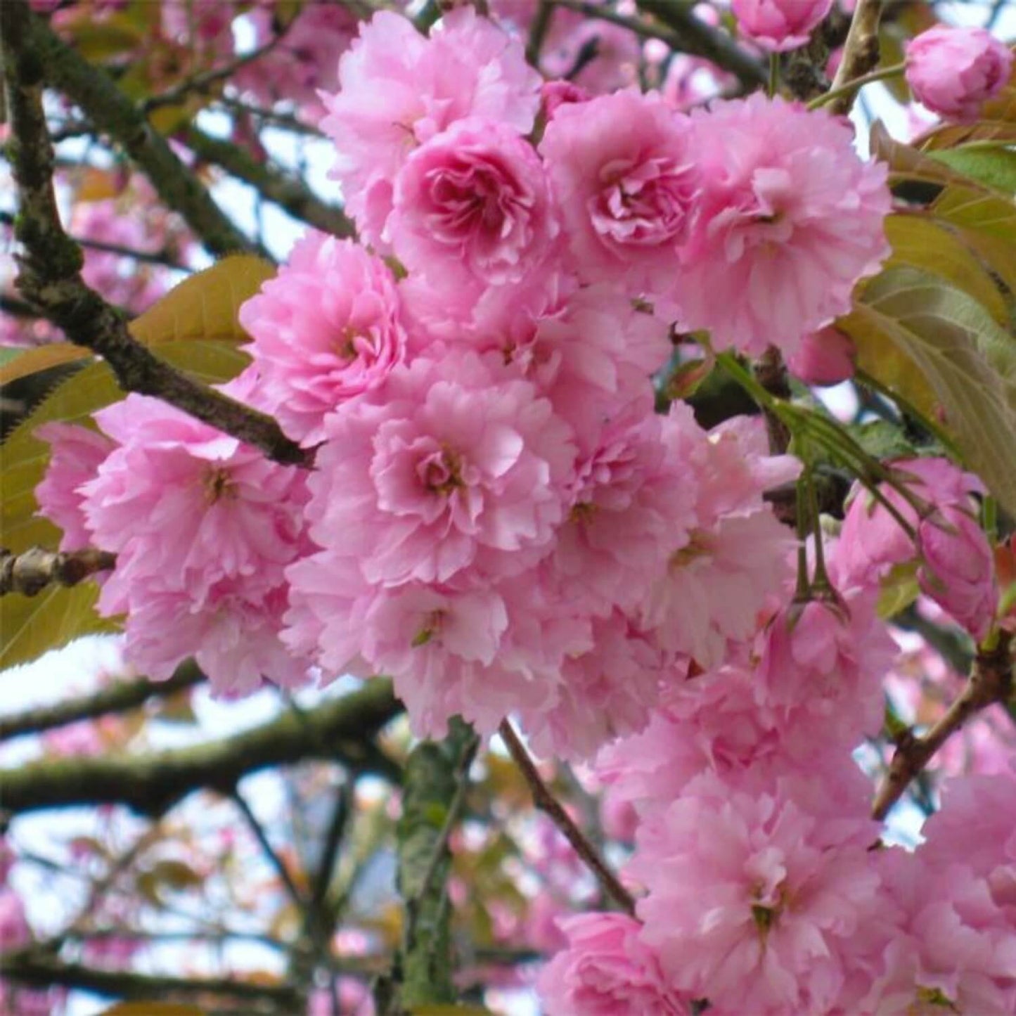 Ornamental cherry tree 'Kwanzan Cherry Tree'