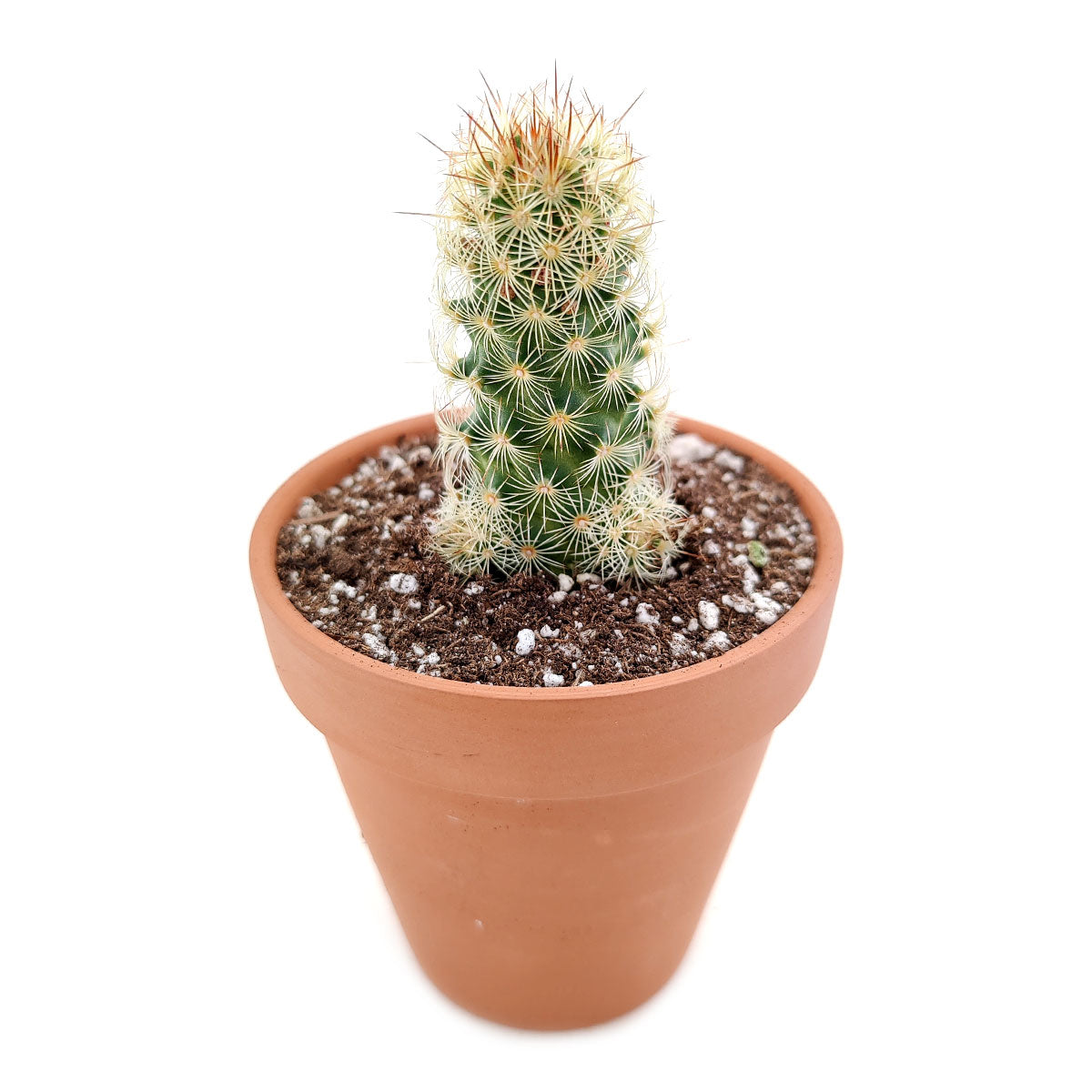 Lady Fingers Cactus Mammillaria Elongata