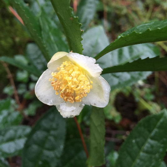 Tea Plant Large Leaf Variety