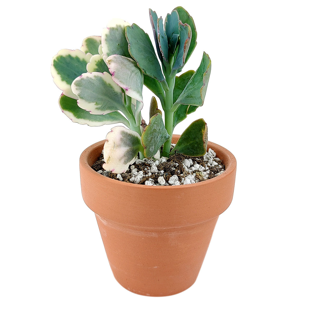 Lavender Scallops Kalanchoe