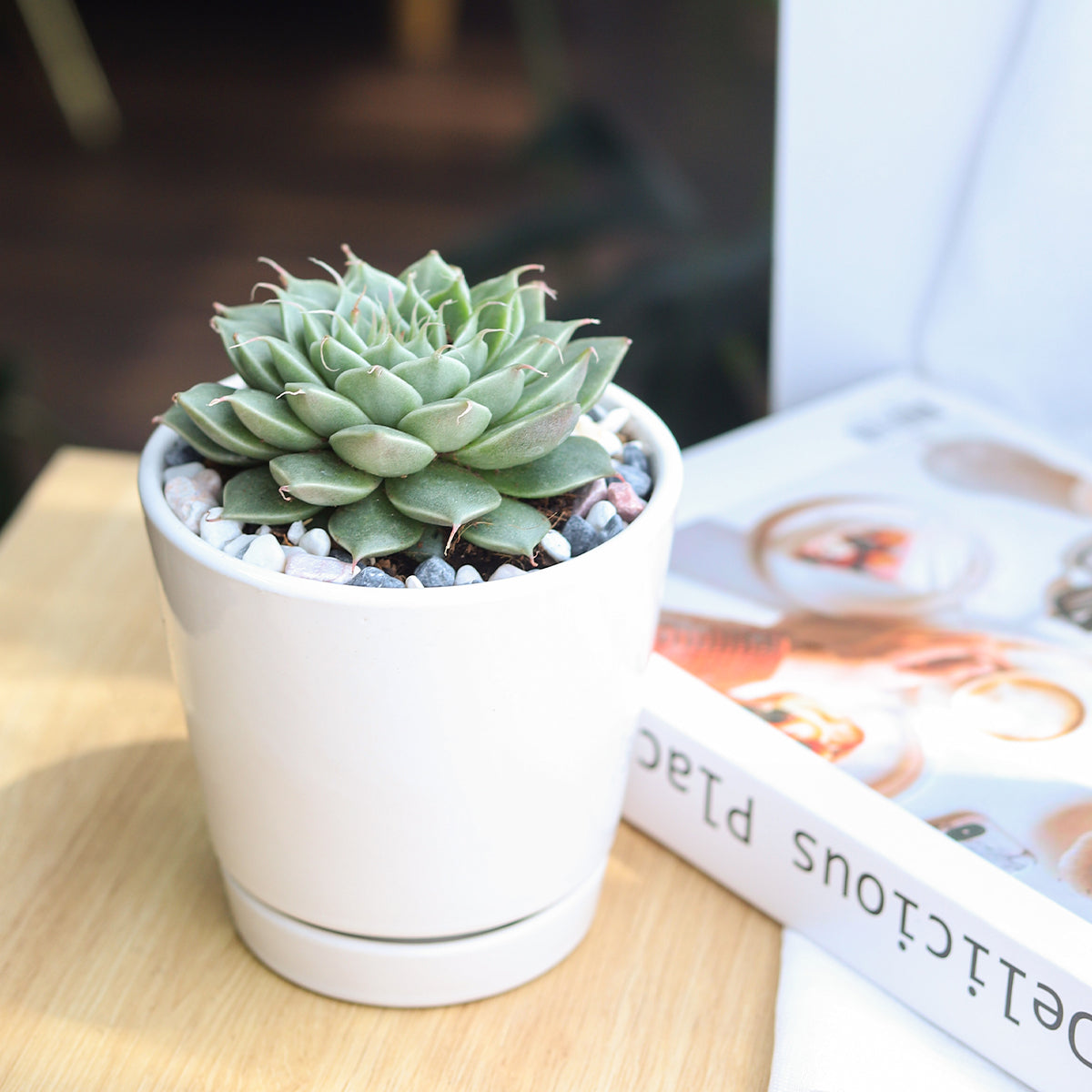4 inch White Minimalist Pot with Saucer