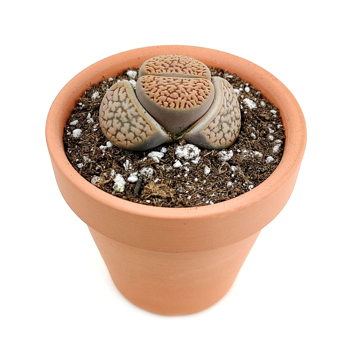 Lithops Living Stones