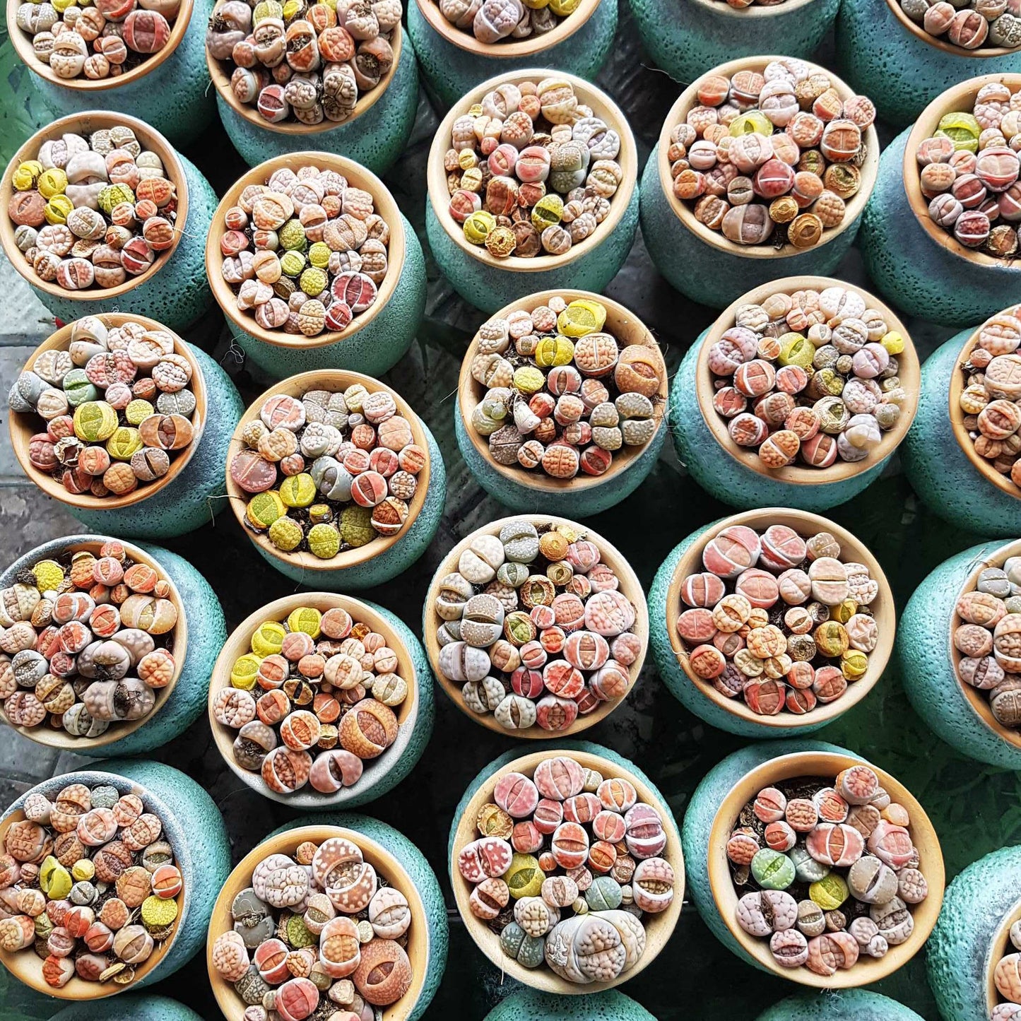 Lithops Living Stones