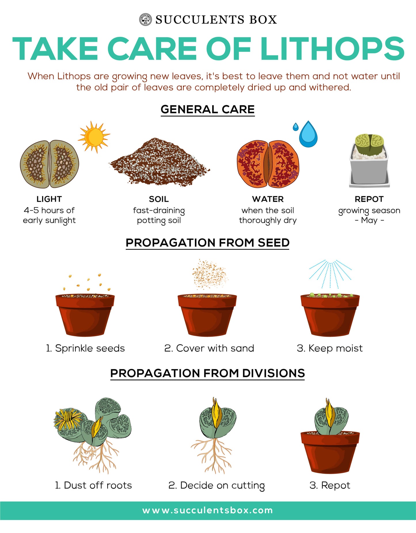 Lithops Living Stones