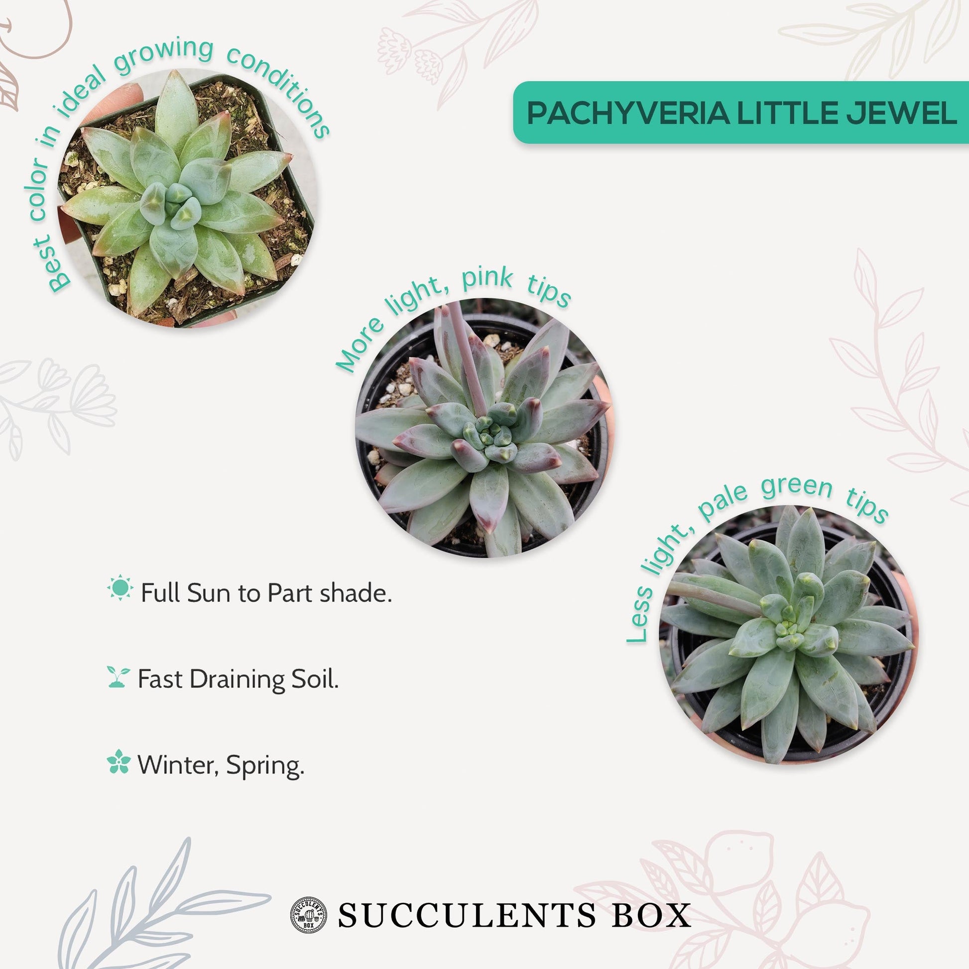 jewel succulent Pachyveria Little Jewel – Lovehopegrow