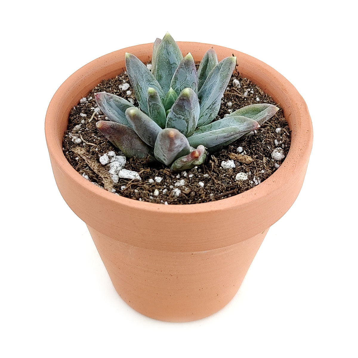 Pachyveria Little Jewel