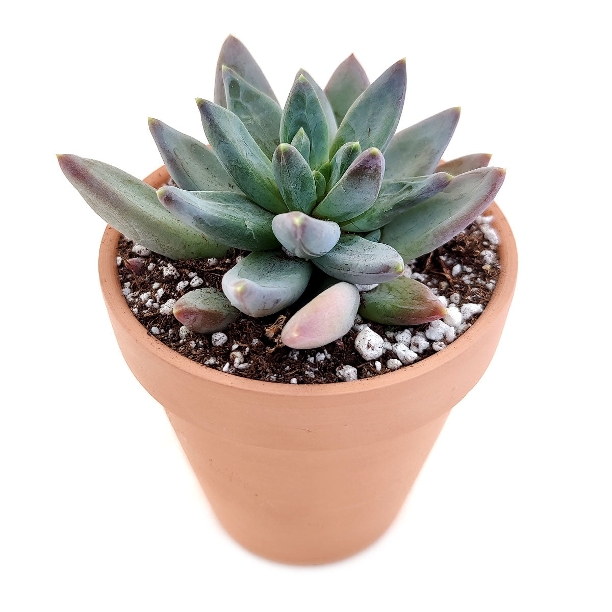 Pachyveria Little Jewel