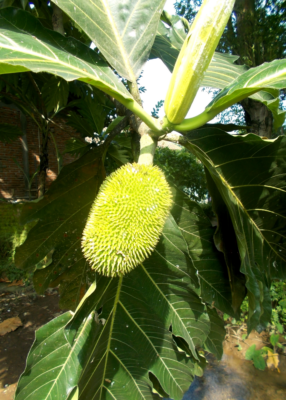 Breadnut (Brosimum alicastrum) – Lovehopegrow