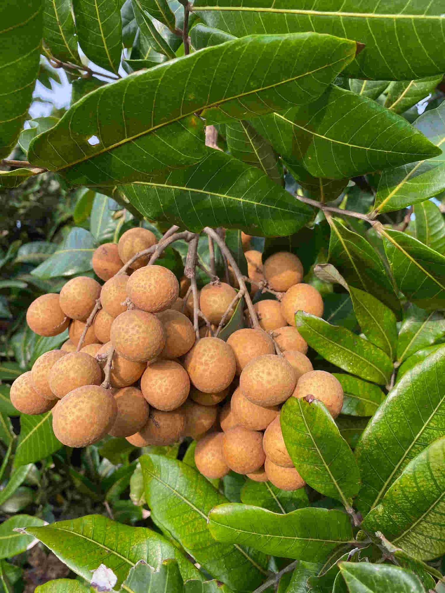 Longan Kohala Tree, Air-Layered