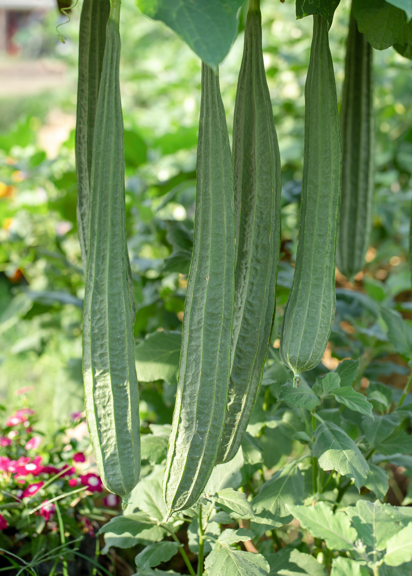 Loofah Gourd (Luffa aegyptiaca)