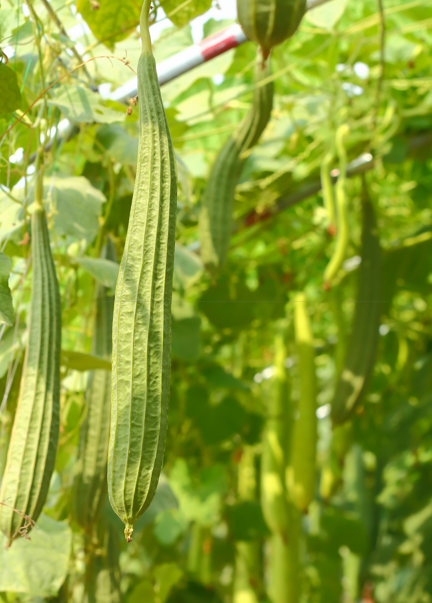 Loofah Gourd (Luffa aegyptiaca)