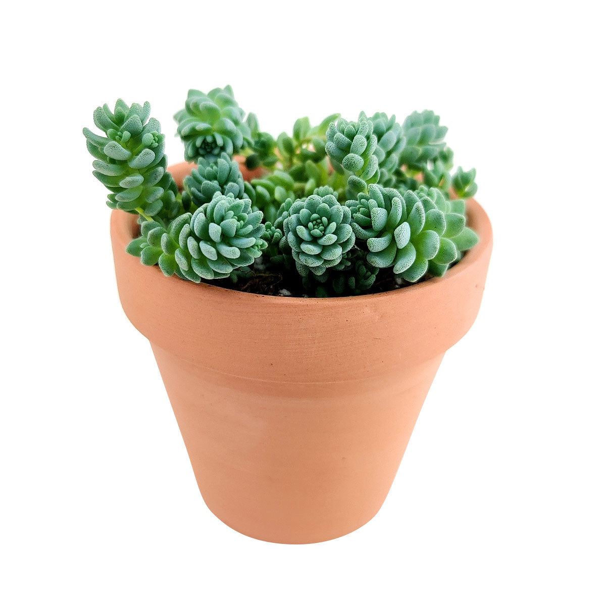 Sedum Major Succulent