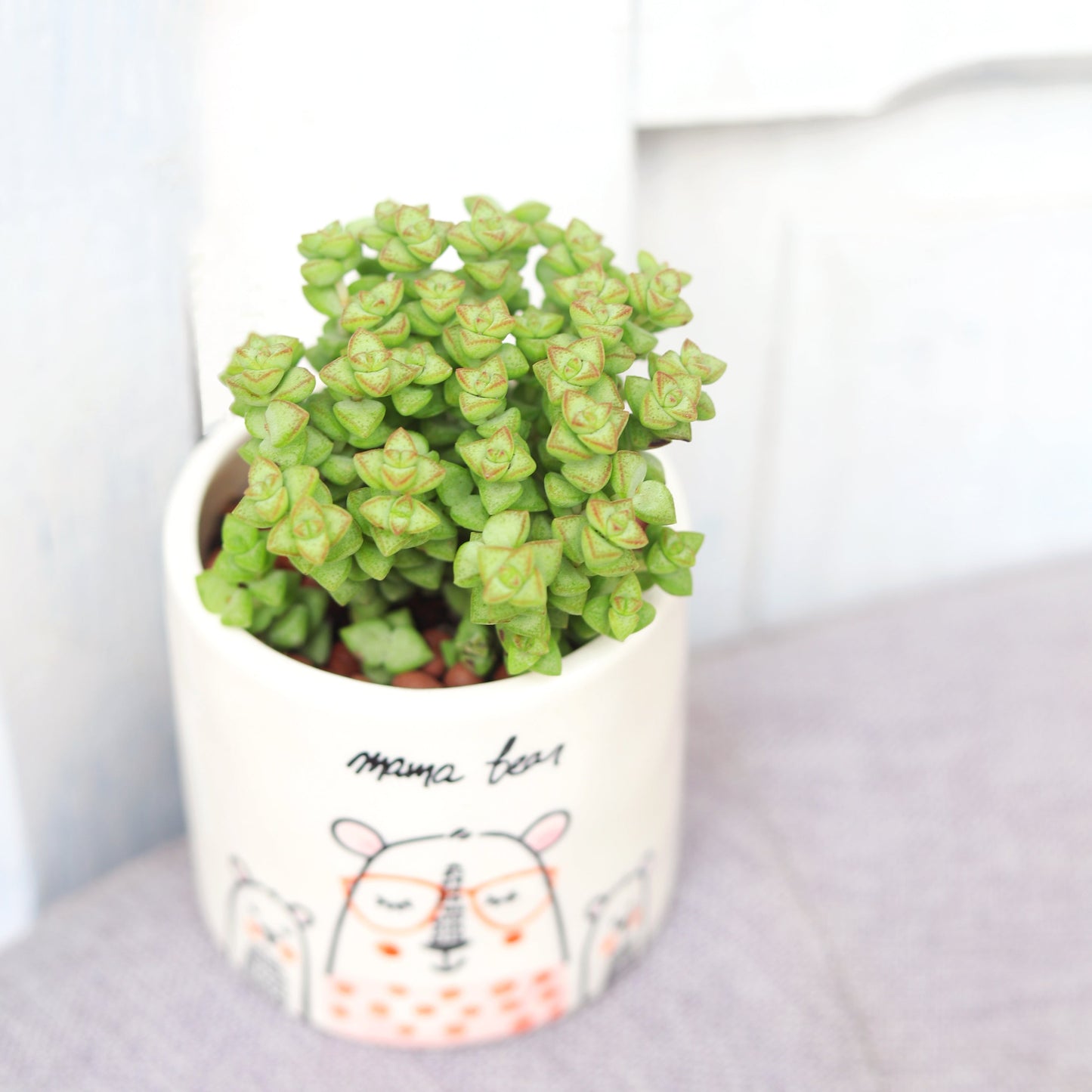 Mama Bear Pot