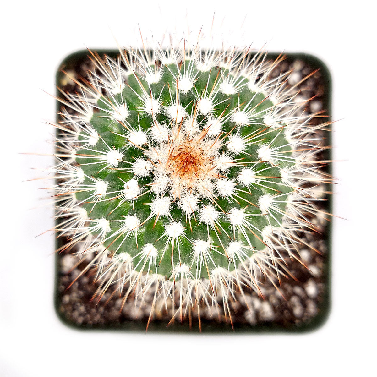 Mammillaria Spinosissima Cactus