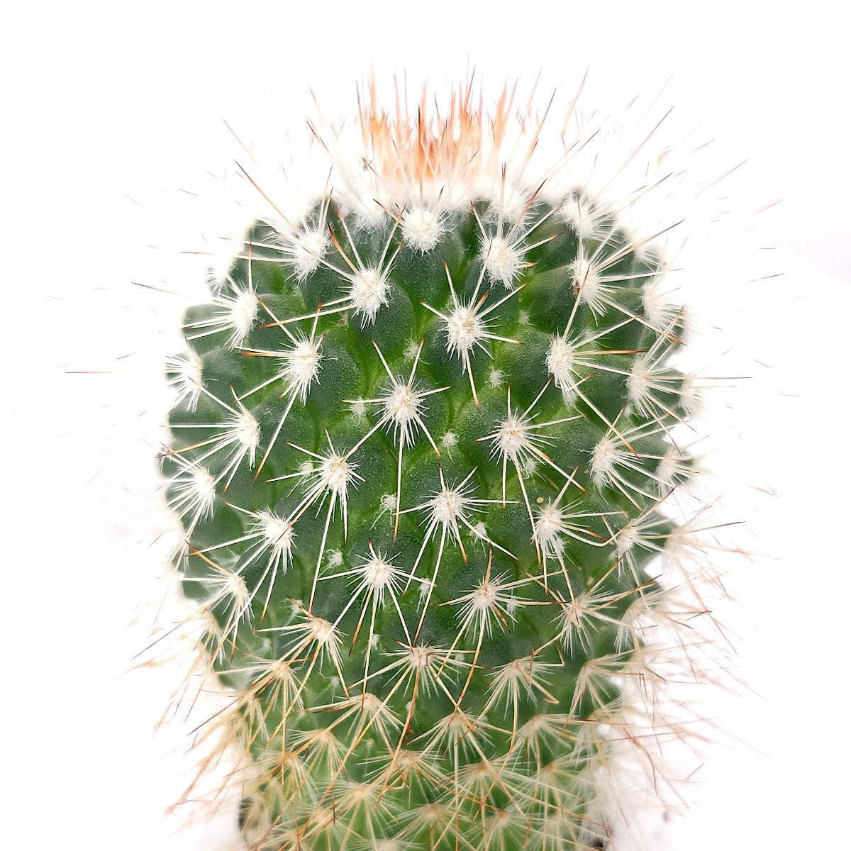 Mammillaria Spinosissima Cactus