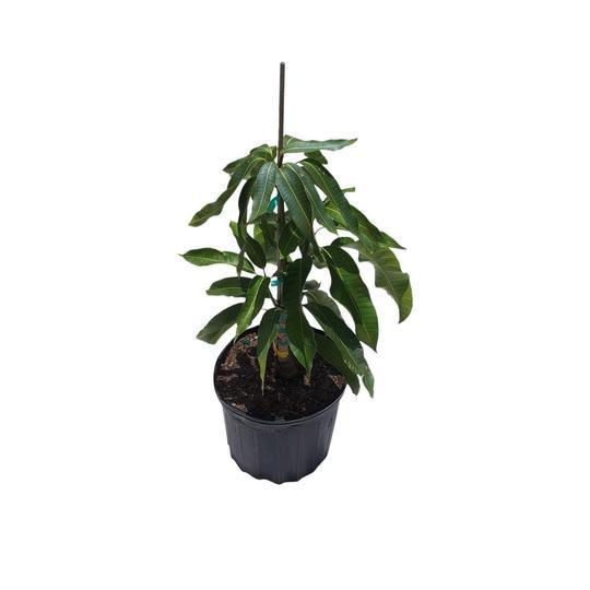 Carrie Dwarf Mango Tree Grafted