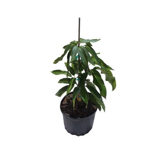 Carrie Dwarf Mango Tree Grafted