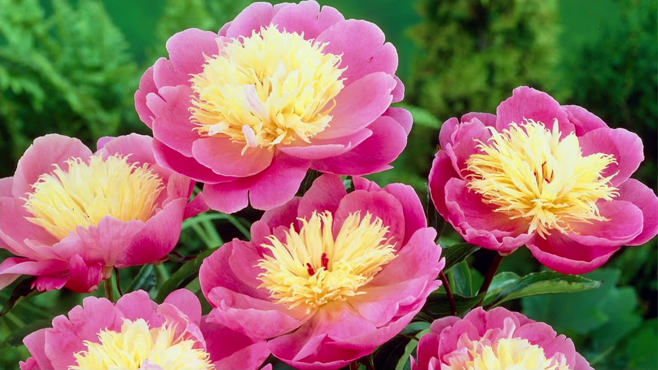 Peony 'Bowl of Beauty'