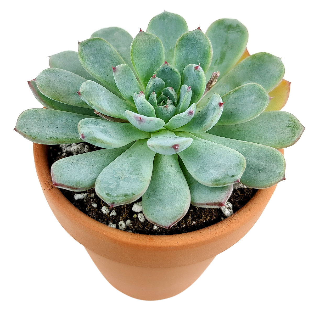 Echeveria Minima