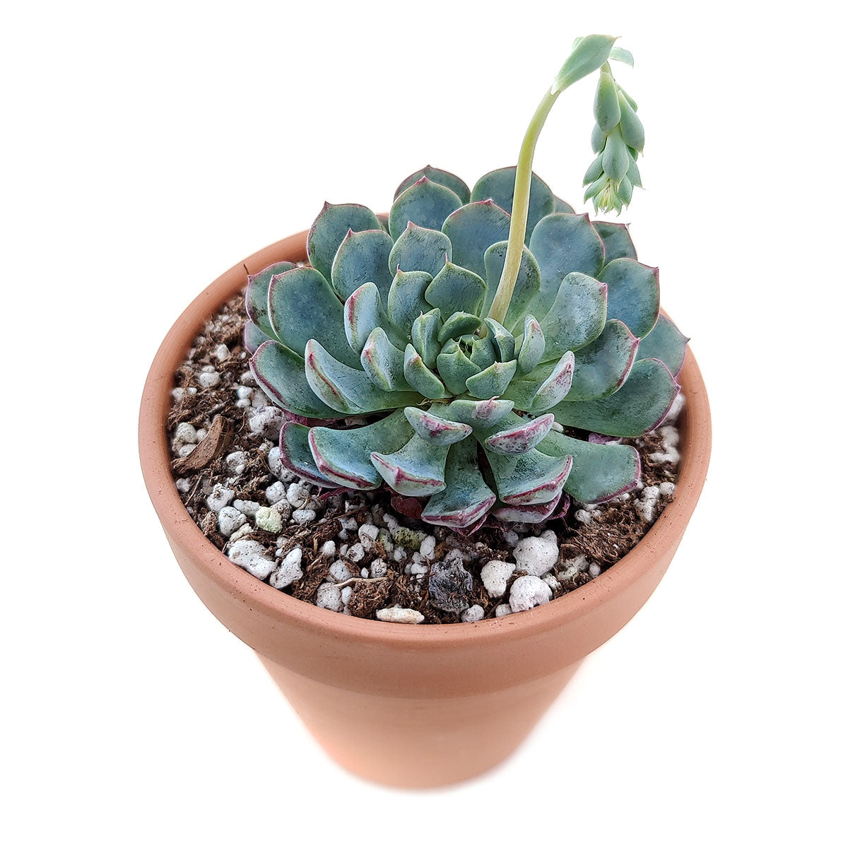 Echeveria Minima