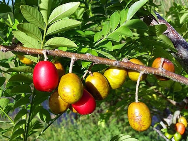 Red Spanish/Hog Plum, Ciruela, Jocote Rojo, Mombin Tree
