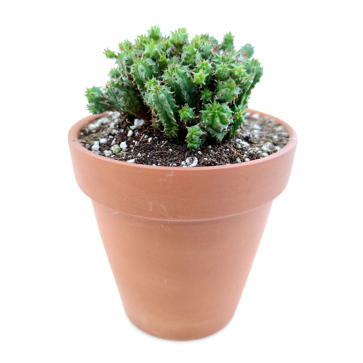 Euphorbia Monstrose Cactus