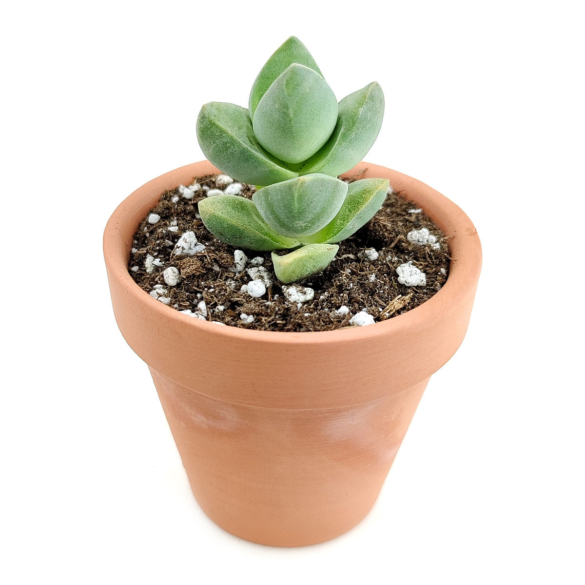 Crassula Moonglow Succulent