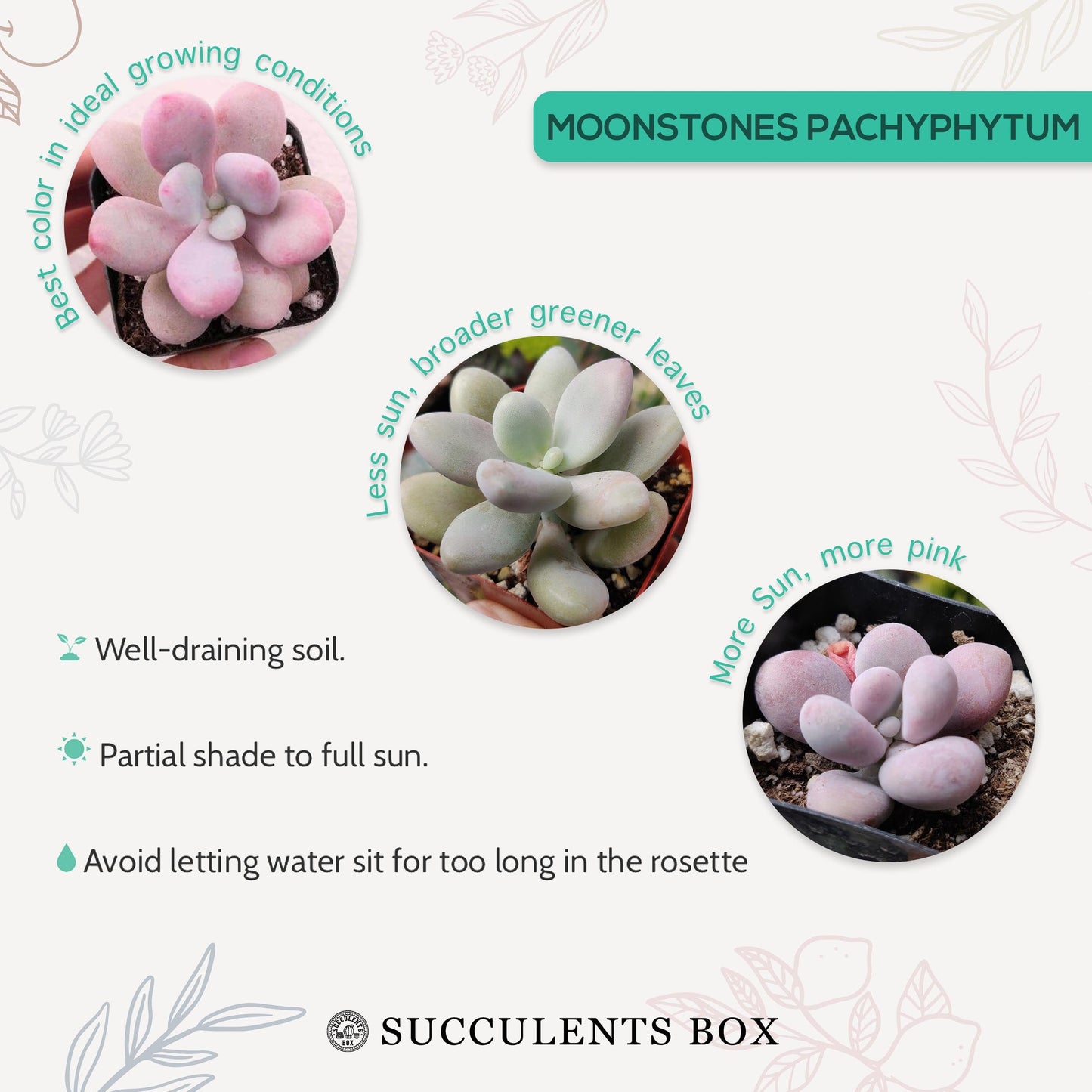 Moonstones Pachyphytum