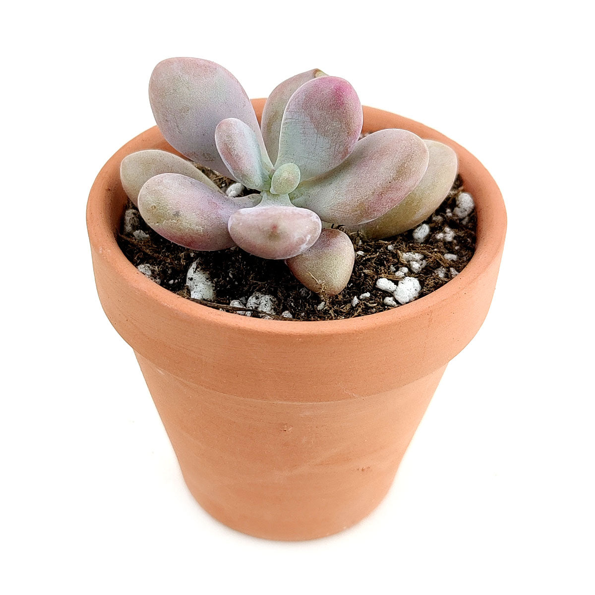 Moonstones Pachyphytum