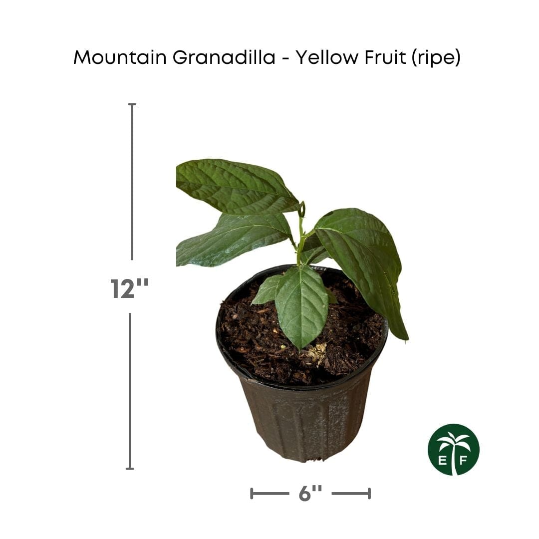 Mountain Sweet Granadilla Plant  Exotic Passiflora ligularis from Guatemala Yellow Fruit (ripe)