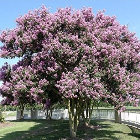 Crape Myrtle 'Muskogee'