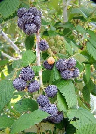 Raspberry 'Mysore' (Rubus niveus)