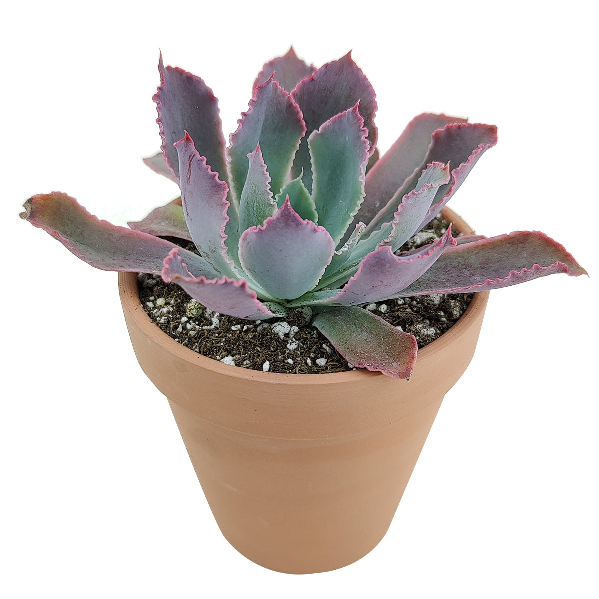 Echeveria Neon Breaker