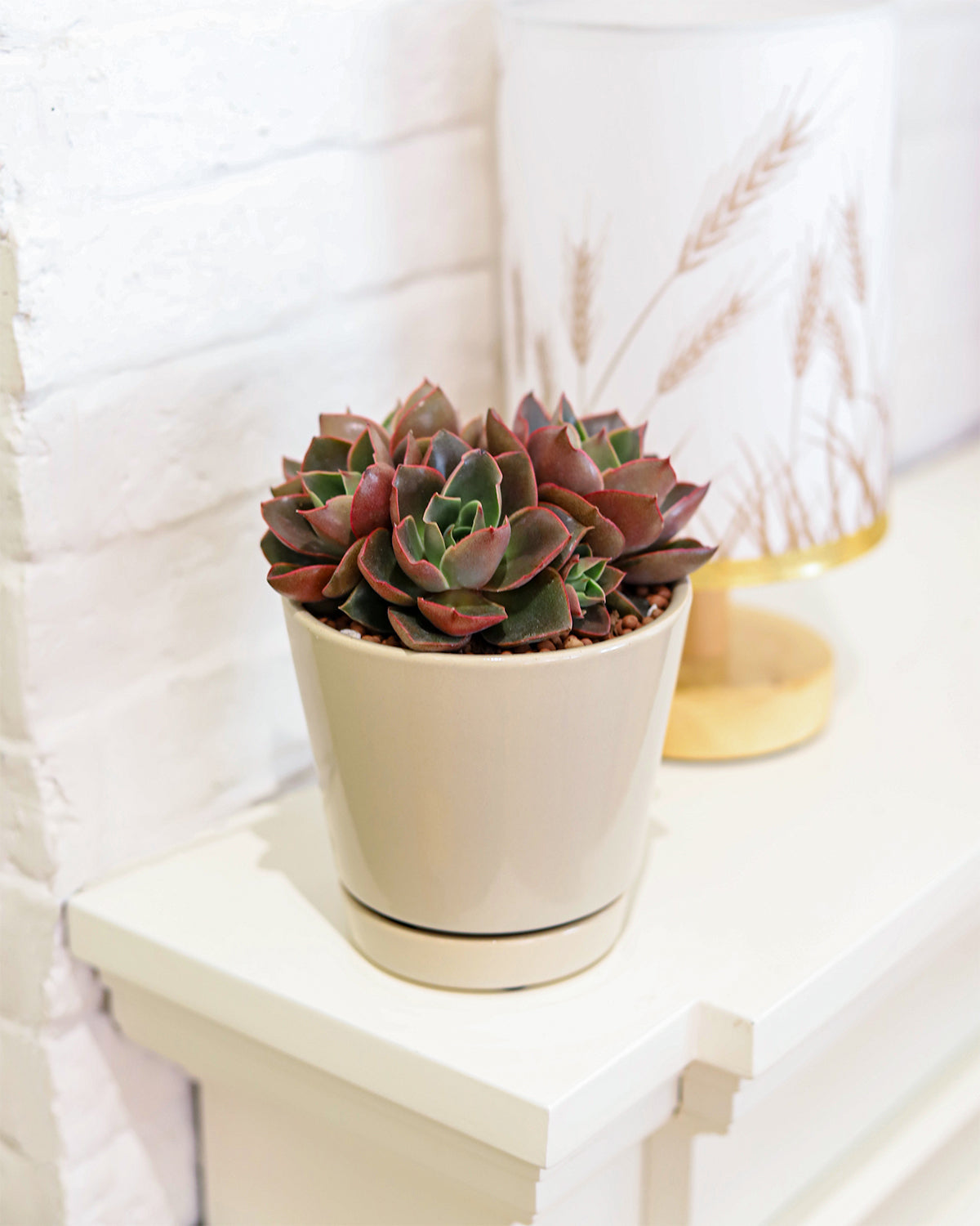 Pack of 3 Oatmeal Minimalist Ceramic Pots