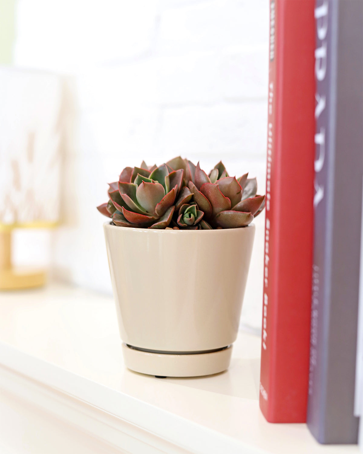 Pack of 3 Oatmeal Minimalist Ceramic Pots