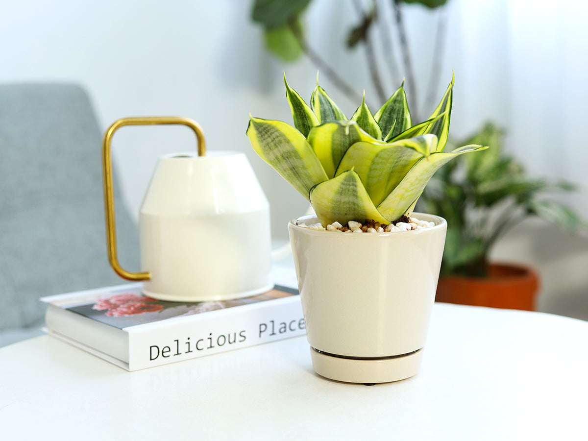 Pack of 3 Oatmeal Minimalist Ceramic Pots