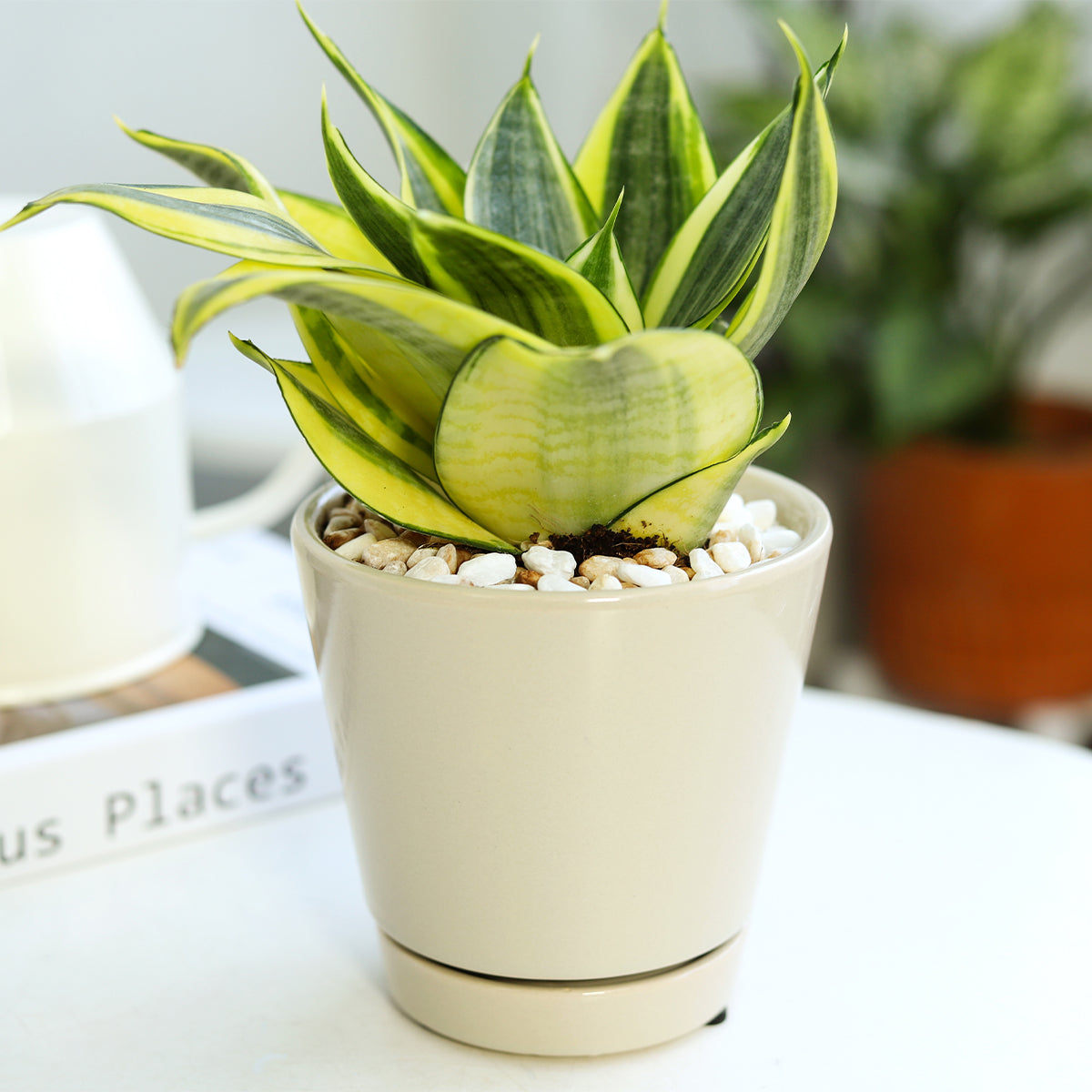 Pack of 3 Oatmeal Minimalist Ceramic Pots