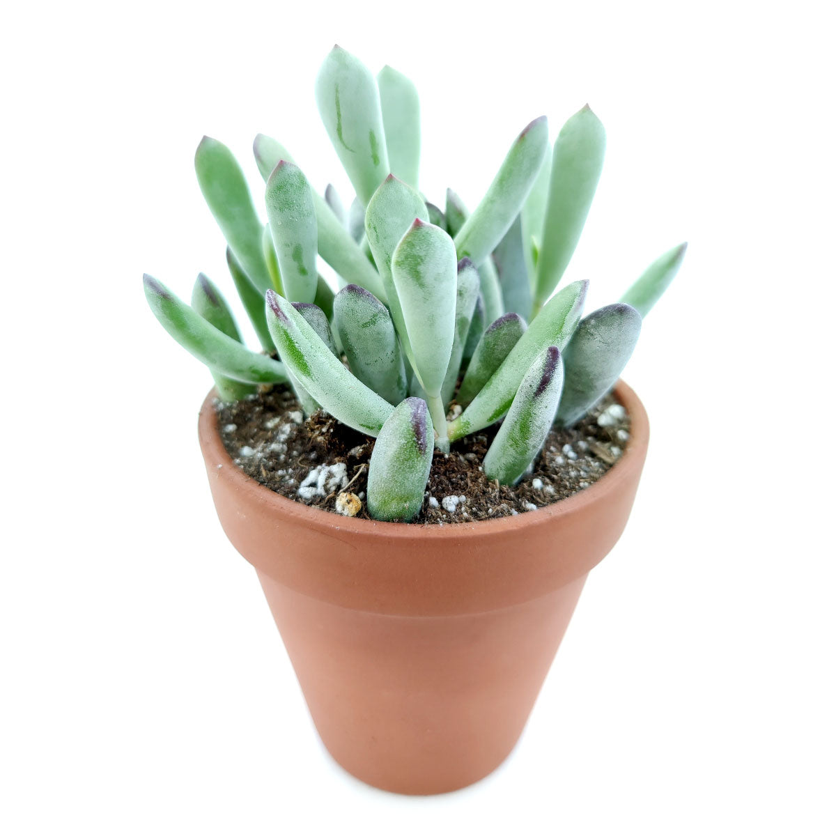 Cotyledon Orbiculata Var. Flanaganii