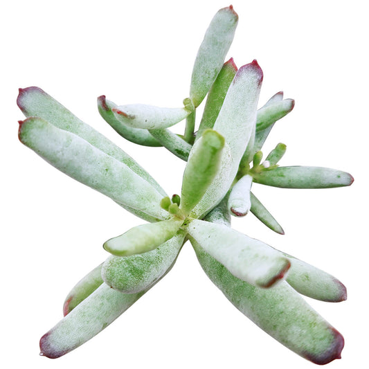 Cotyledon Orbiculata Var. Flanaganii