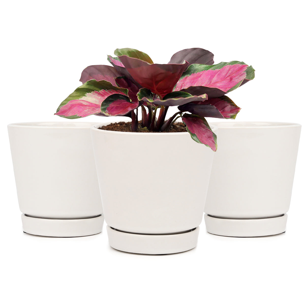 Pack of 3, 6 inch White Minimalist Pot with Saucer