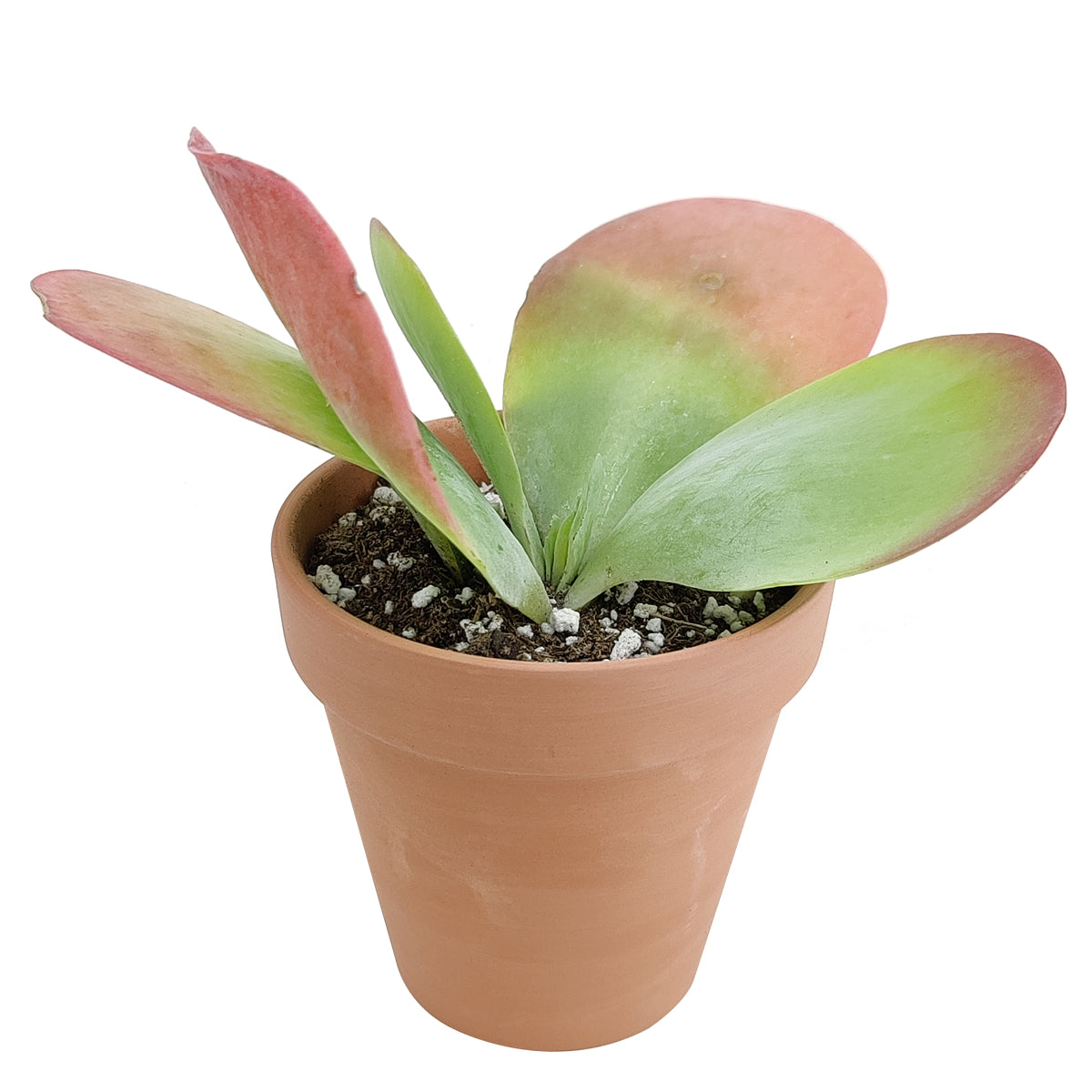 Kalanchoe Flapjacks Succulent