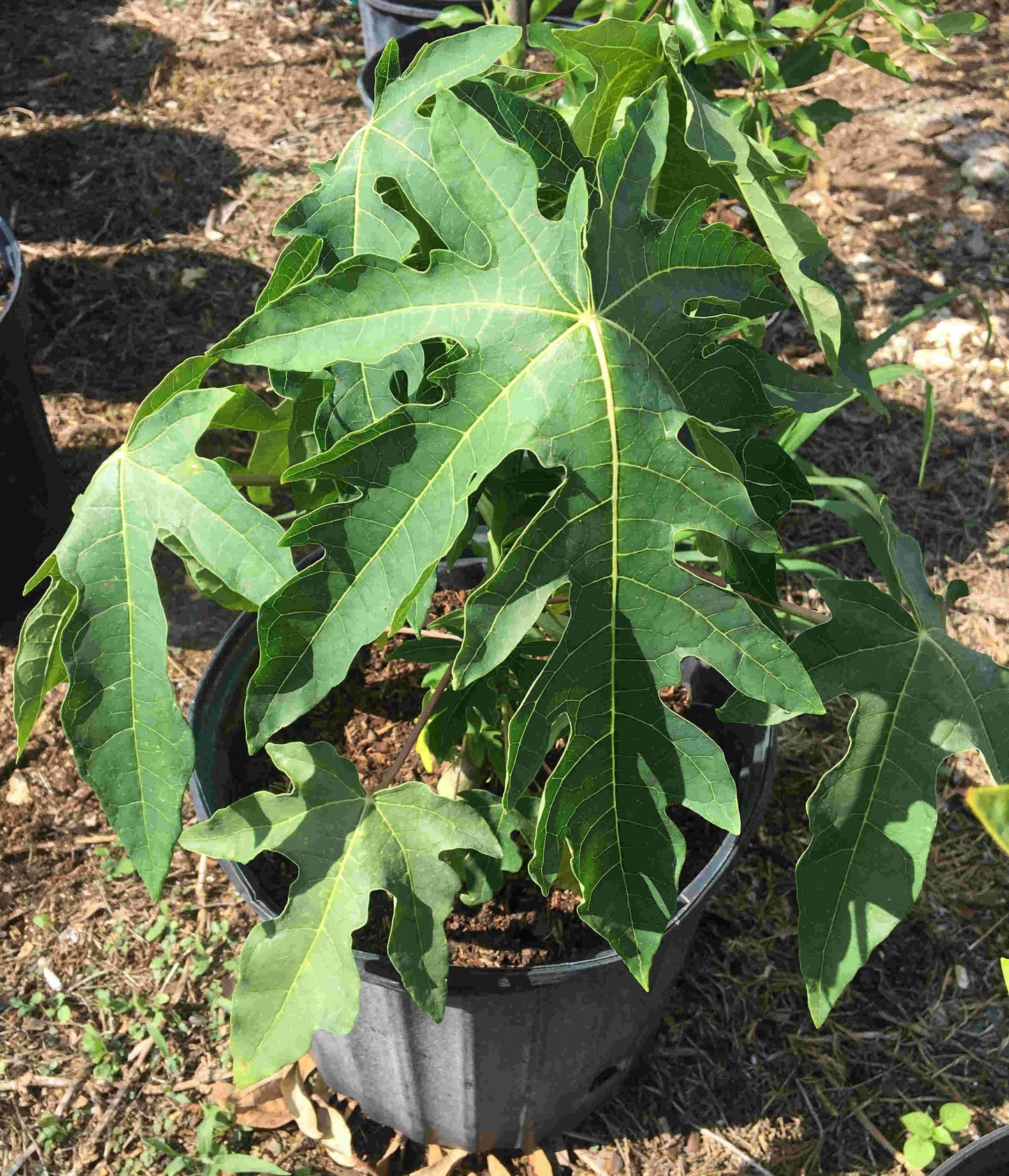 Red Lady Papaya Dwarf Tree