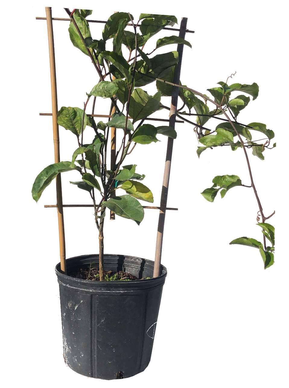 Yellow Passion Fruit Vine, Maracuya Amarillo for sale from Florida