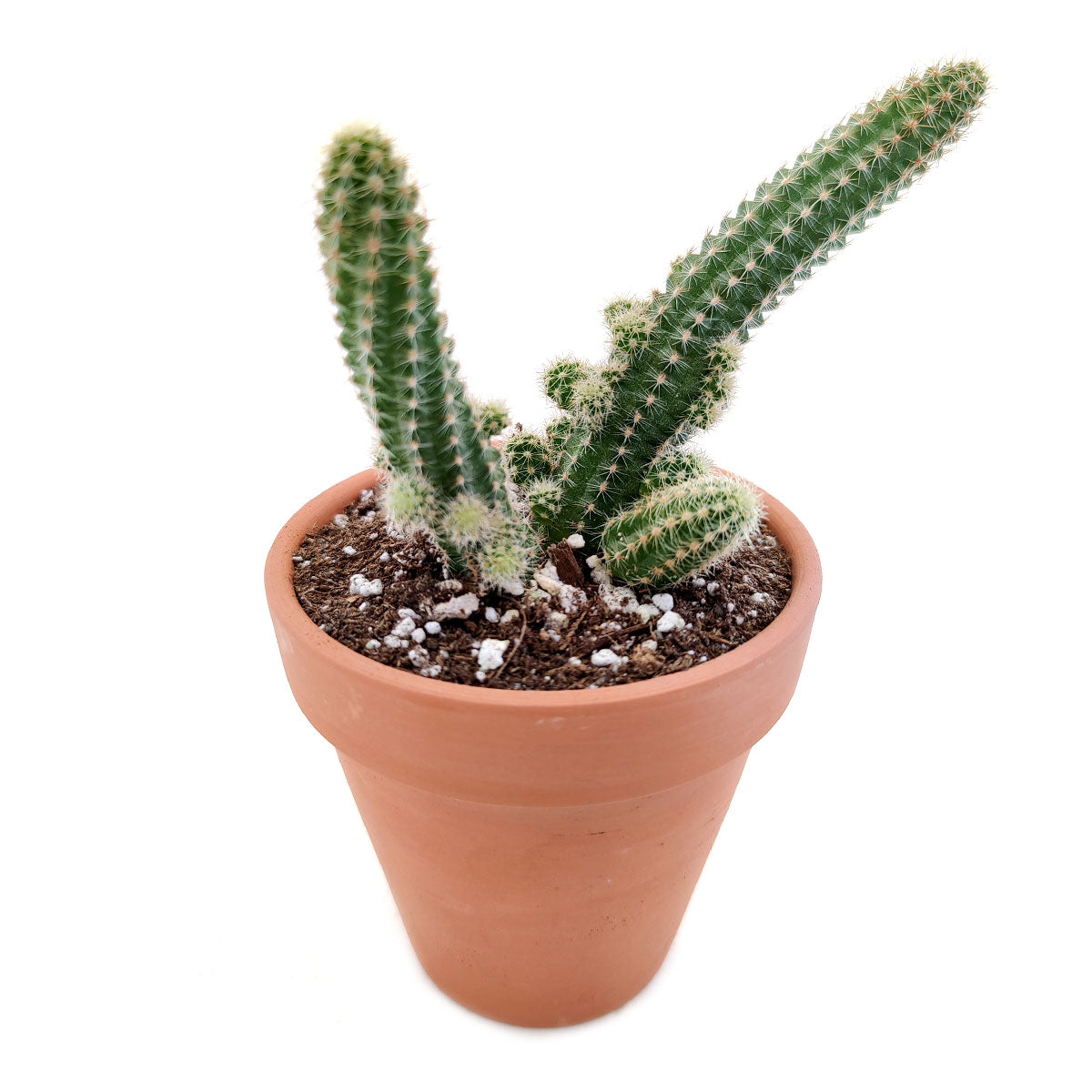 Peanut Cactus Echinopsis